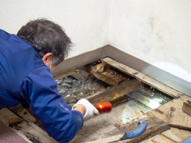 Best Mold Removal Company Near Me  in Iselin, NJ
