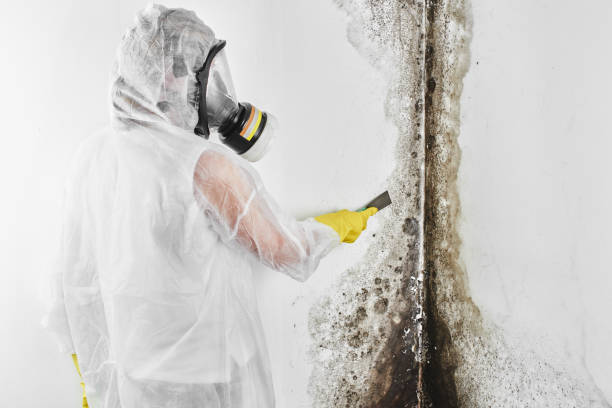 Best Home Mold Removal  in Iselin, NJ