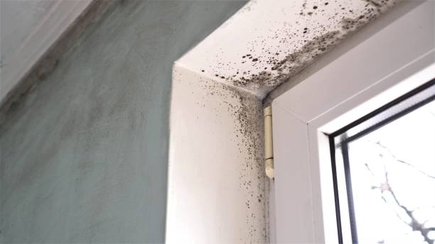 Crawl Space Mold Removal in Iselin, NJ