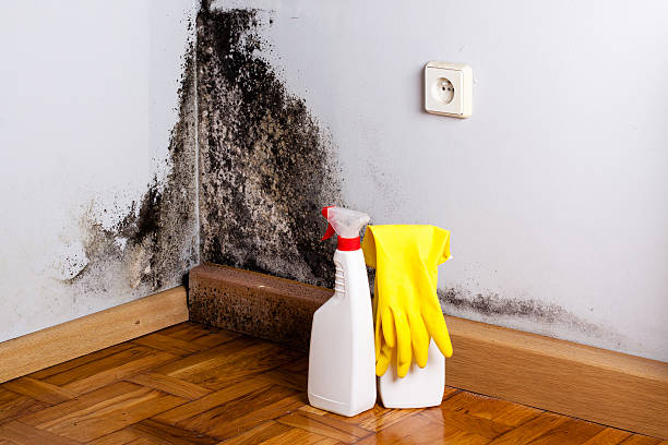 Best Office Mold Removal Services  in Iselin, NJ
