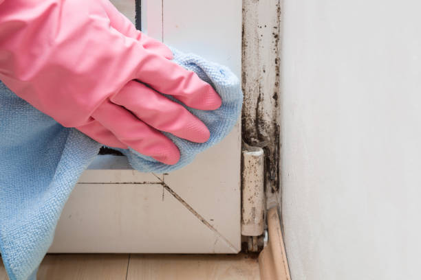 Best Mold Removal Specialists  in Iselin, NJ
